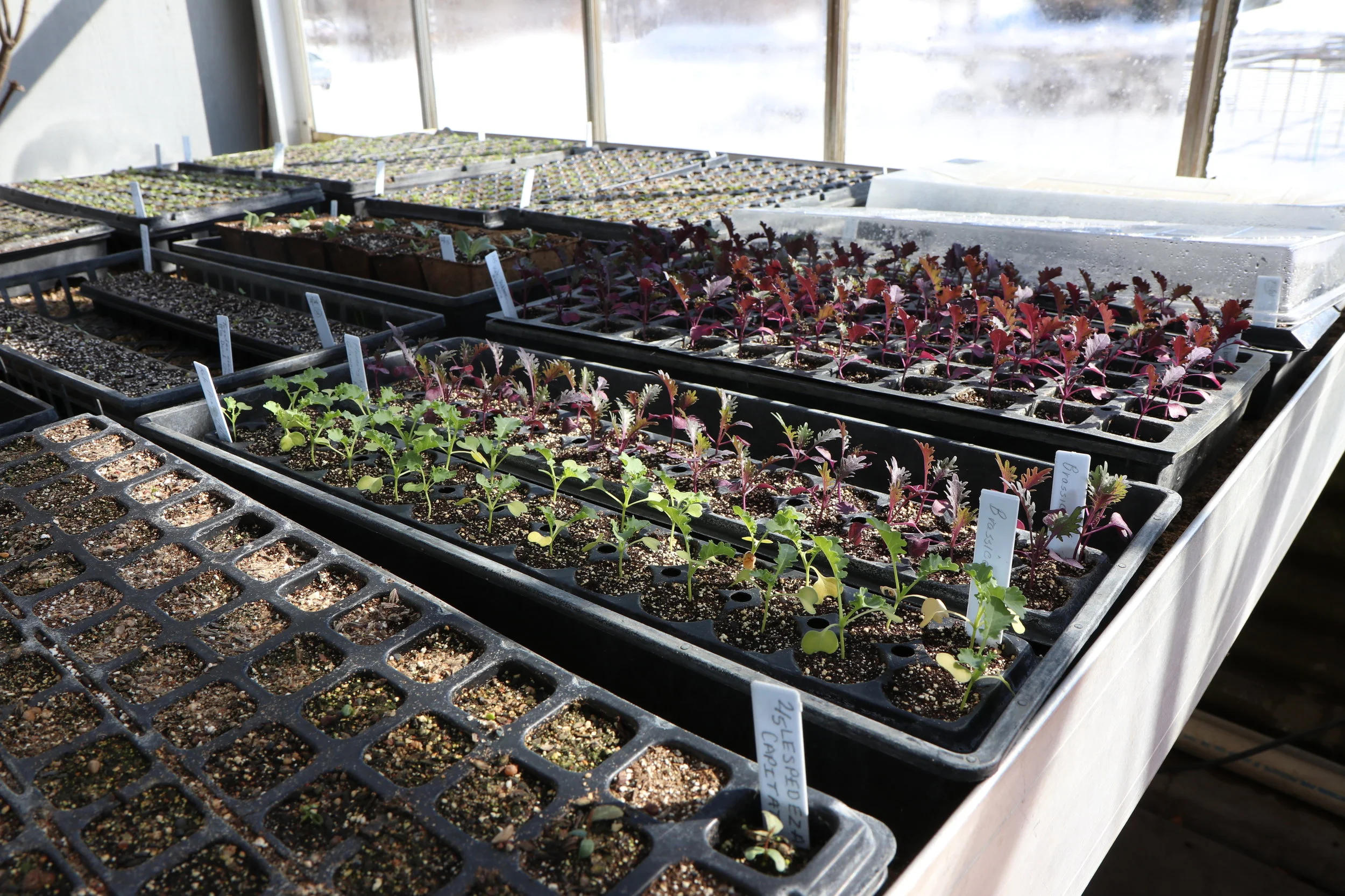 New growth in greenhouse.JPG