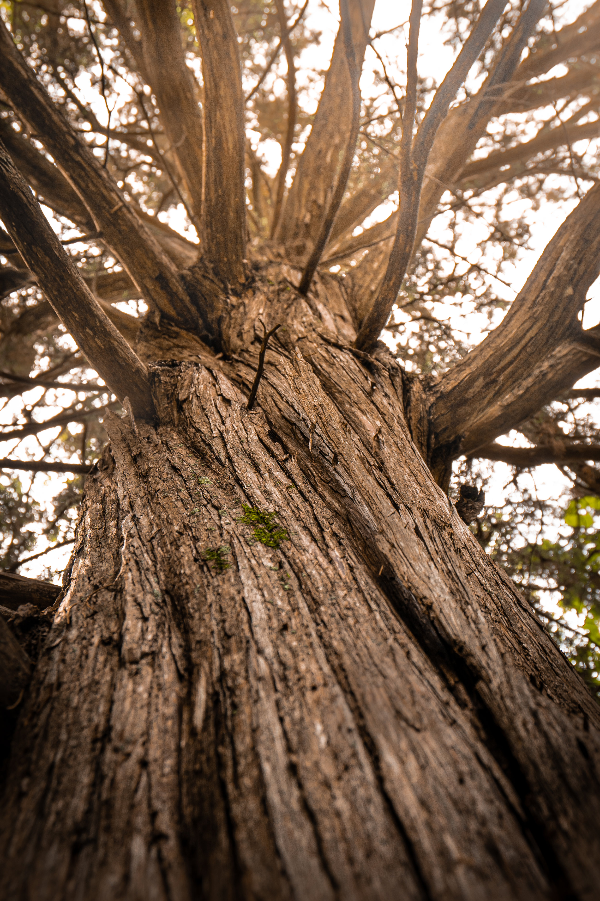 08-13-19-Intern Tree Trek Selections-6.jpg