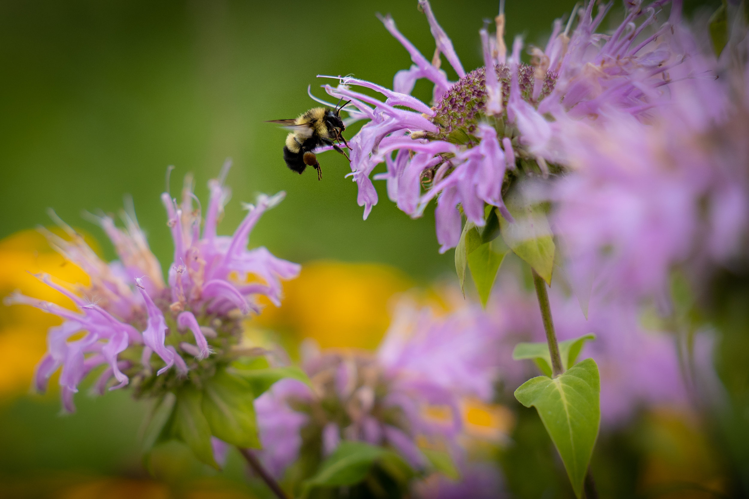 Pollinators and Prairie (6 of 6).jpg