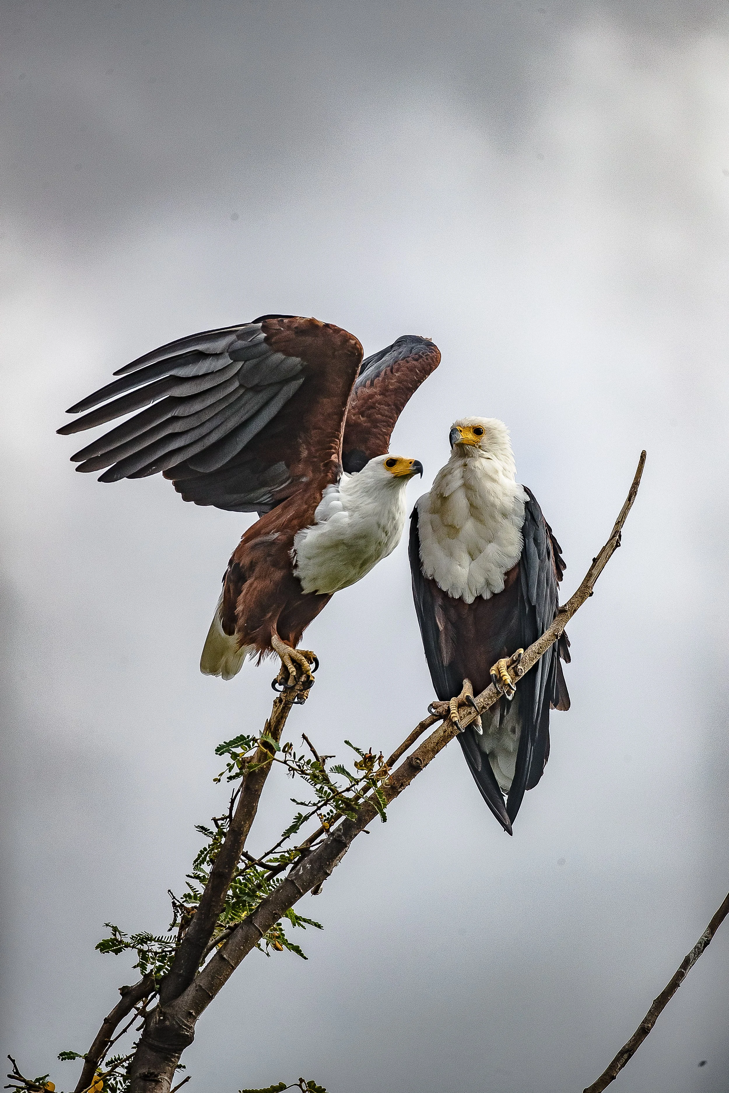 Fishing Eagles.JPG