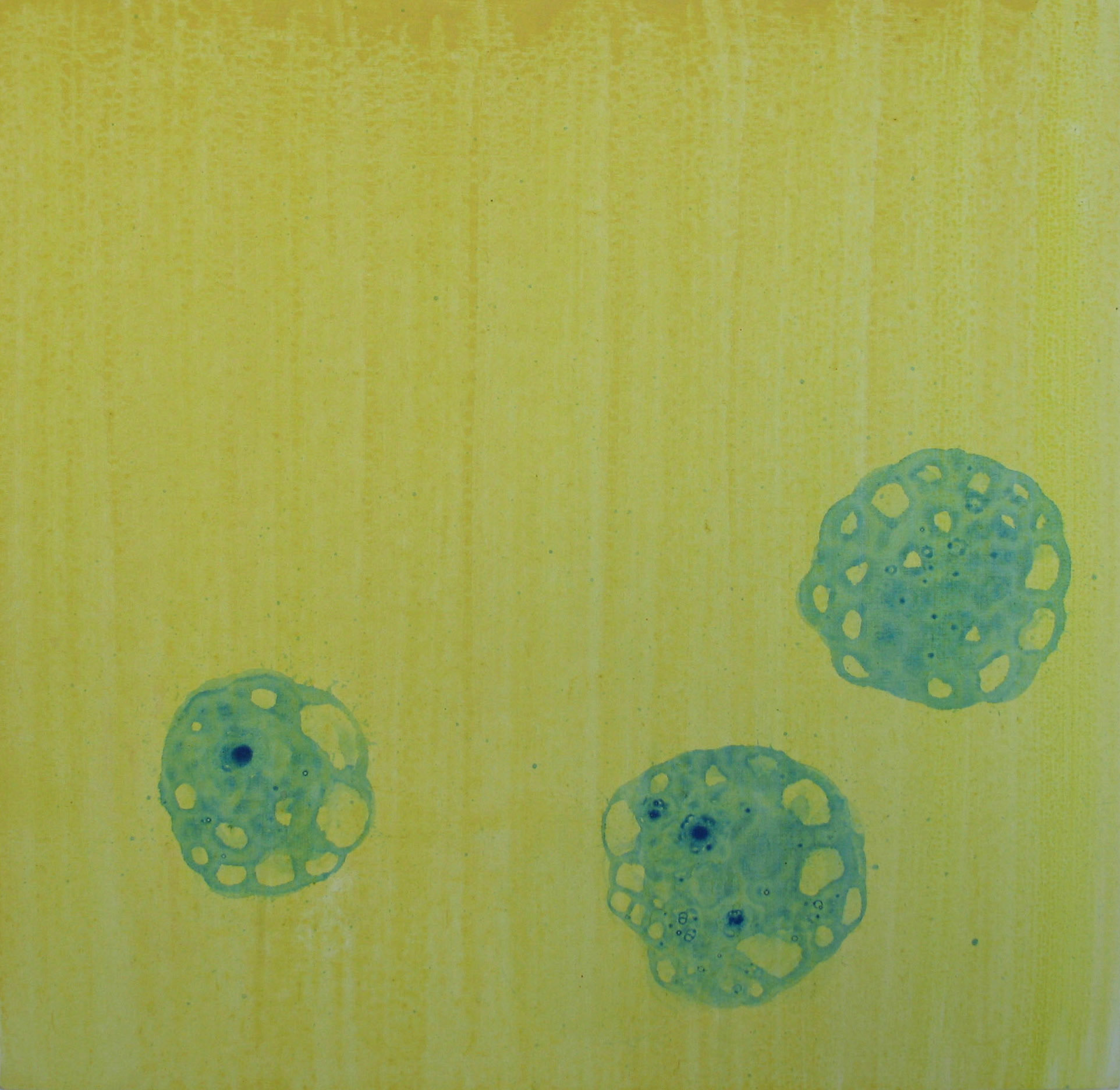 Leukocyte