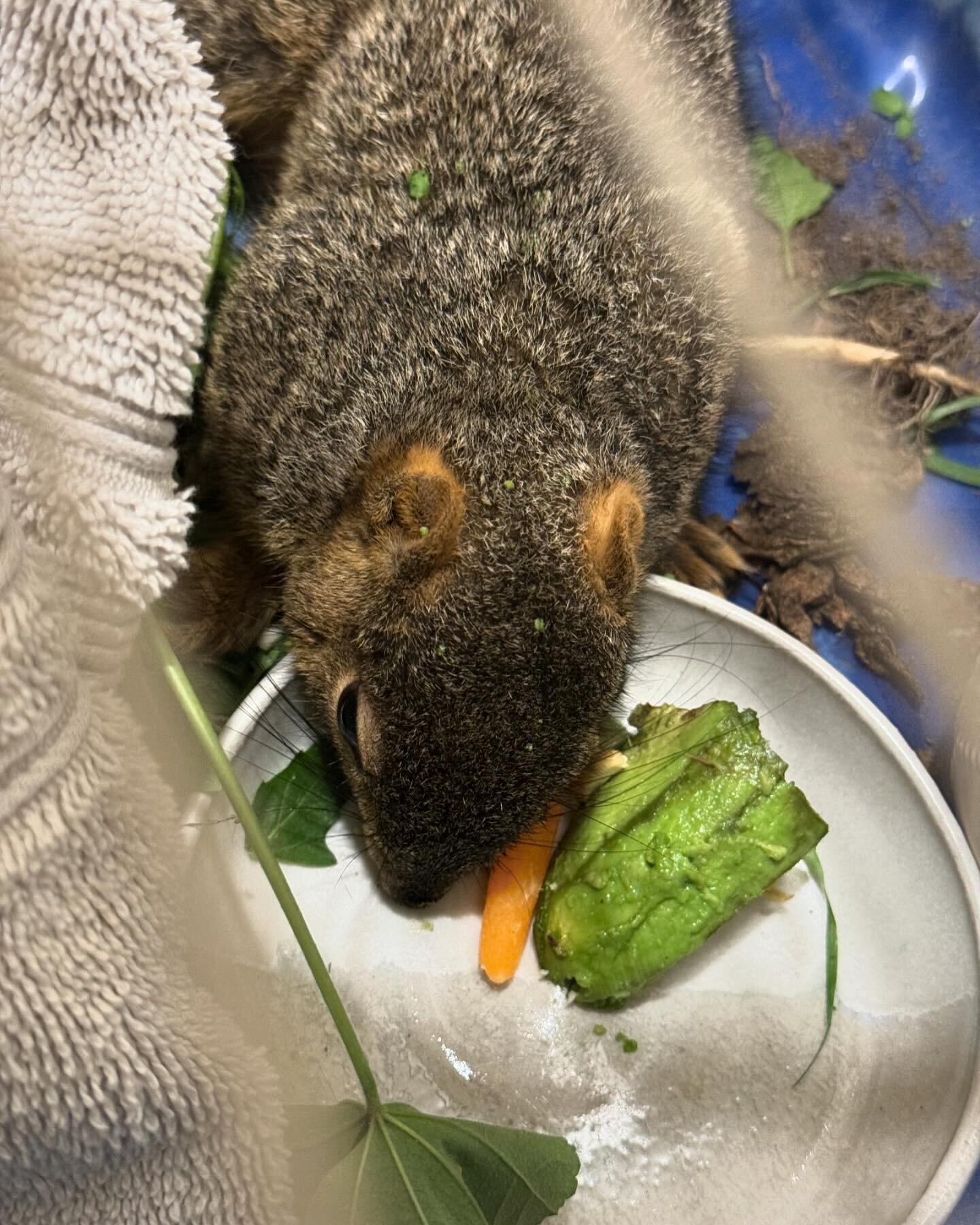 Today one of our board members found an injured squirrel while on a walk. It was unable to walk or climb. She scooped it up, and called a local squirrel rehabber @cleoscrittercare 

We named the little girl &ldquo;Brighton&rdquo; and brought her prom