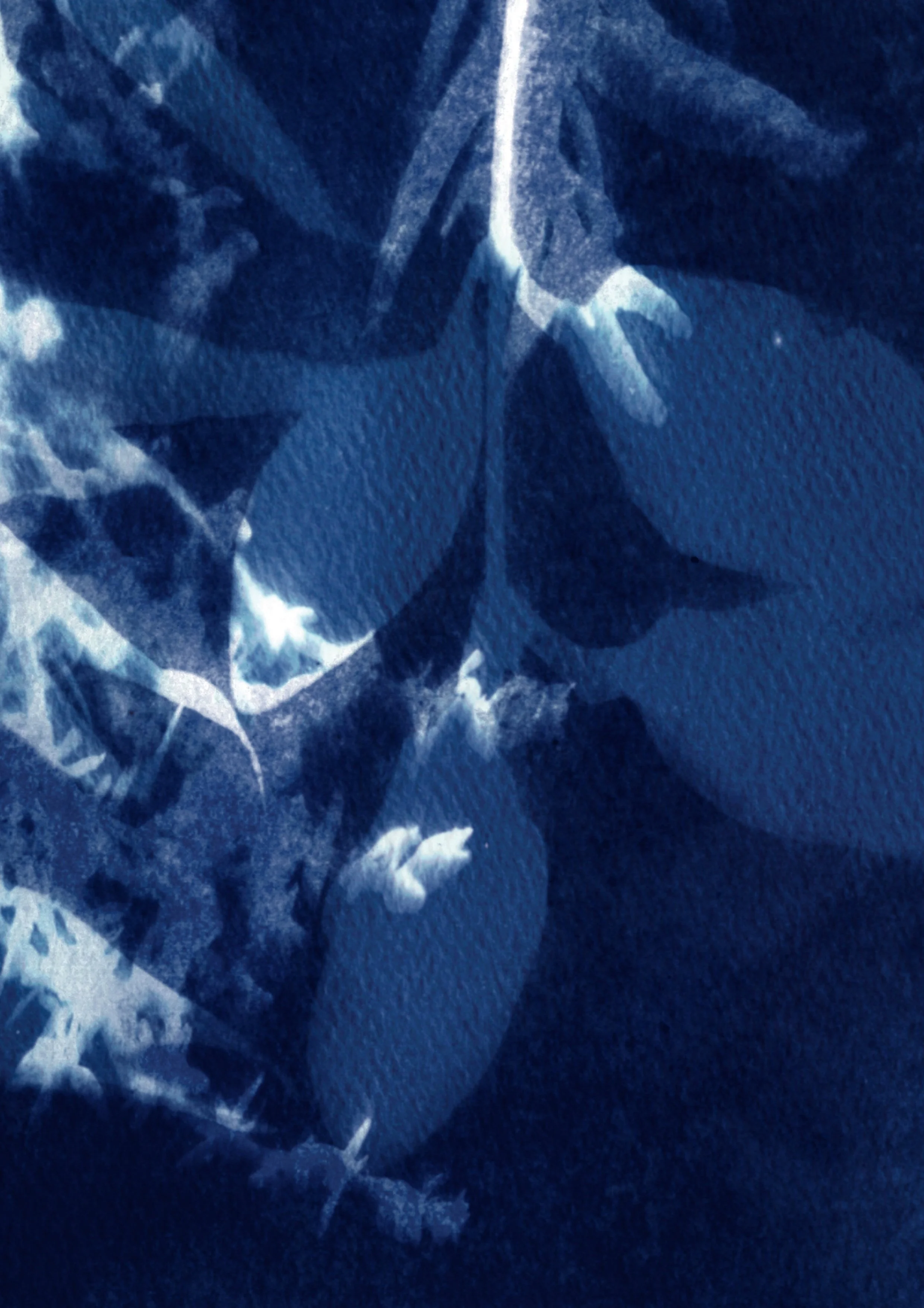 DAR168_Cynotype_2_180221.jpg