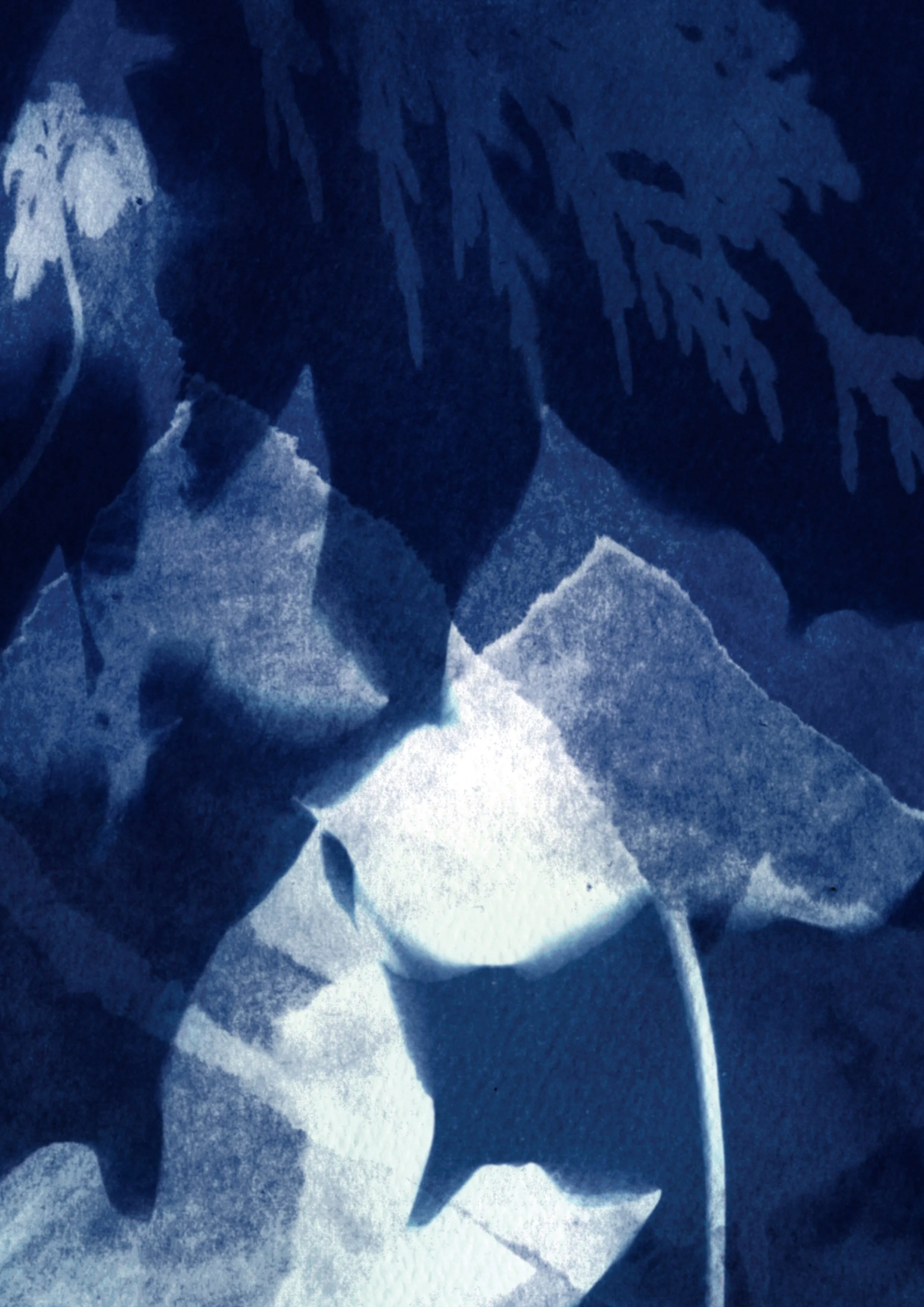 DAR168_Cynotype_3_180221.jpg