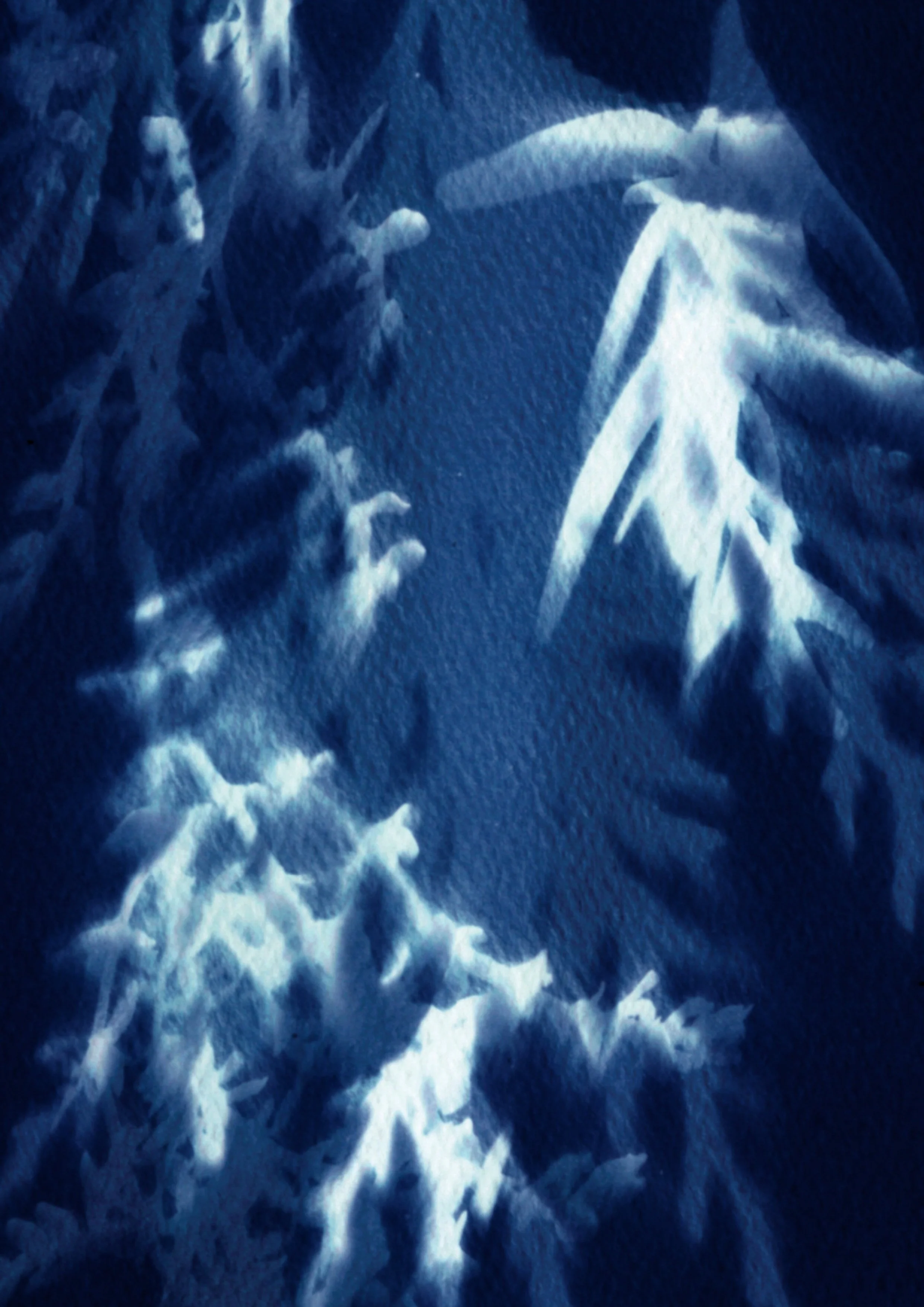 DAR168_Cynotype_1_180221.jpg
