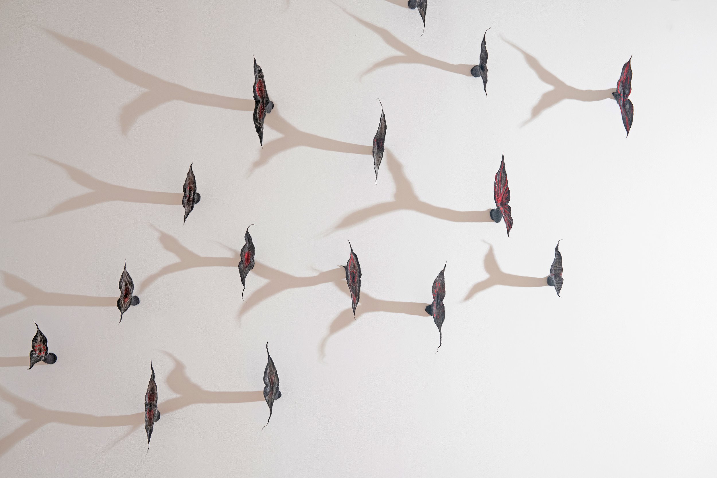 Birds beaks shadows_ 5 mg.jpg