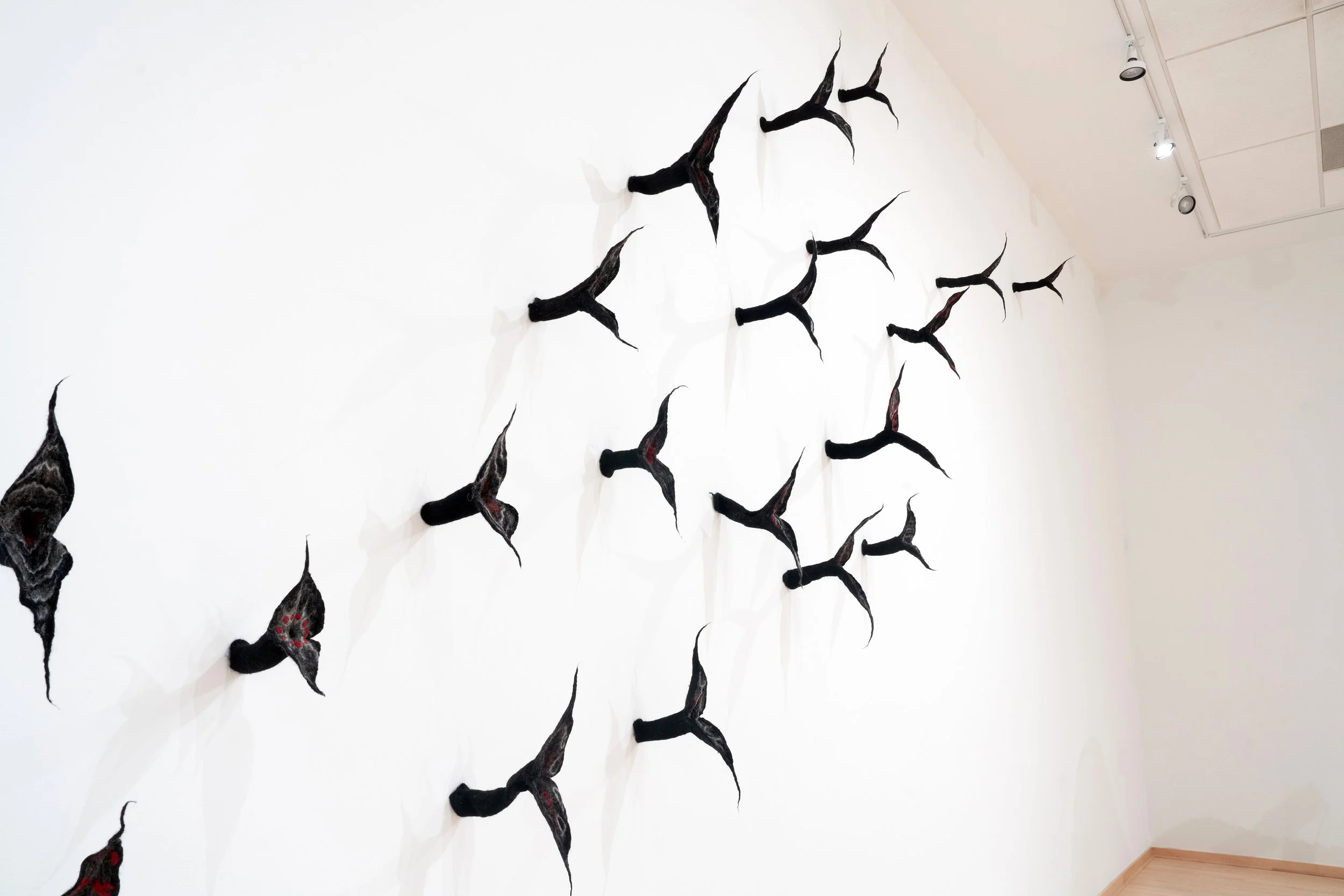 birds 5 mg beaks .jpg