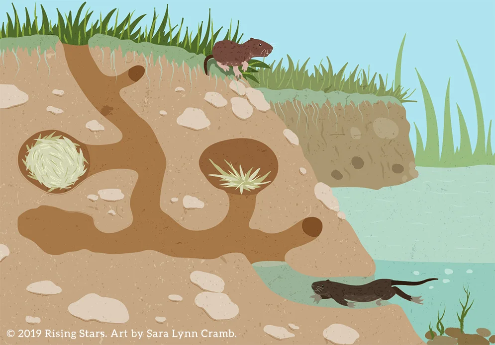 Water Vole Burrow