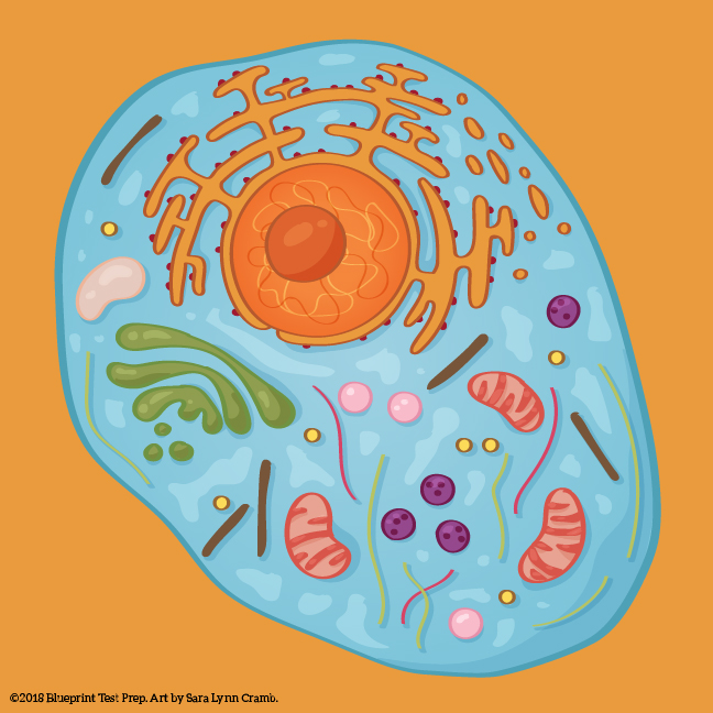 Scientific Illustrations for Blueprint Test Prep
