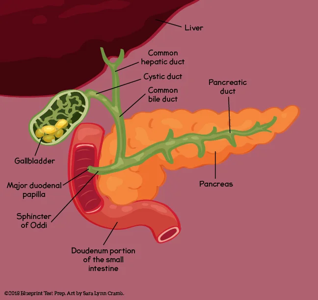Galbladder