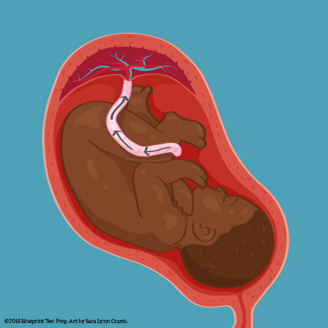 Umbilical gas exchange