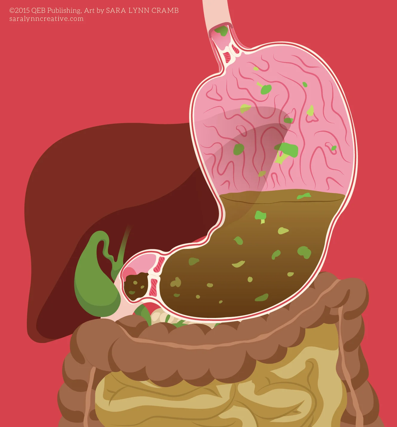 Digestion/Stomach Cross-Section