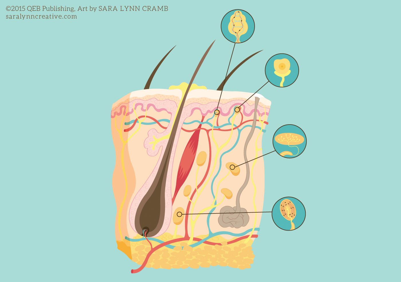 Skin Cross-Section
