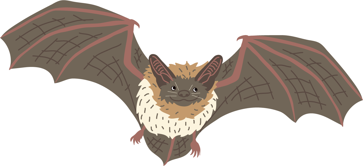 bat.png