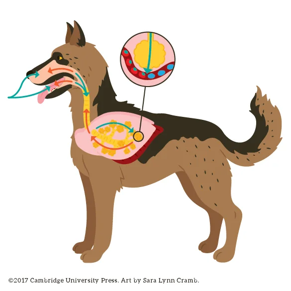Dog respiration
