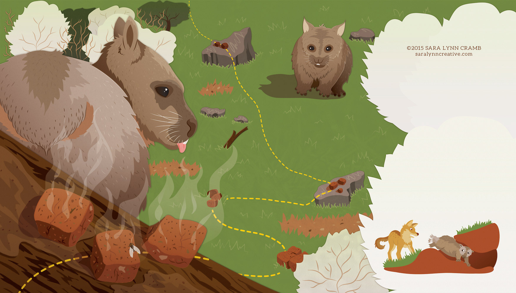 Southern hairy-nosed wombat, Lasiorhinus latifrons: Using cubic poop to claim his territory. 