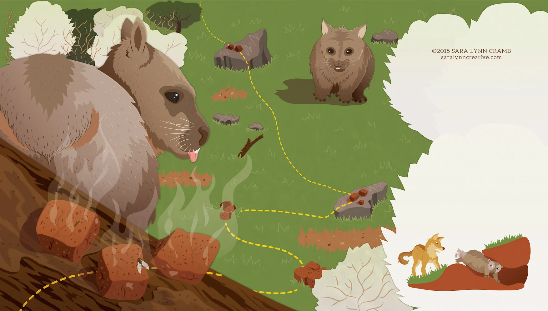 Southern hairy-nosed wombat, Lasiorhinus latifrons: Using cubic poop to claim his territory.