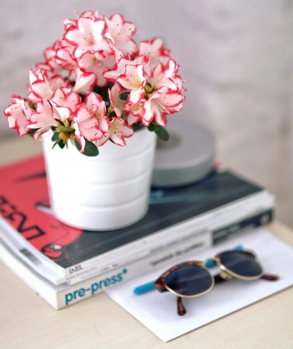 
Survive In Your Small Space: 4 Ideas To Divide A Studio Apartment  