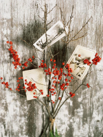 pictreeBHG-e1389668108870.png