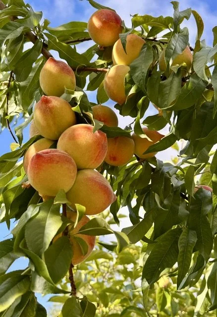 peachbranch.jpeg