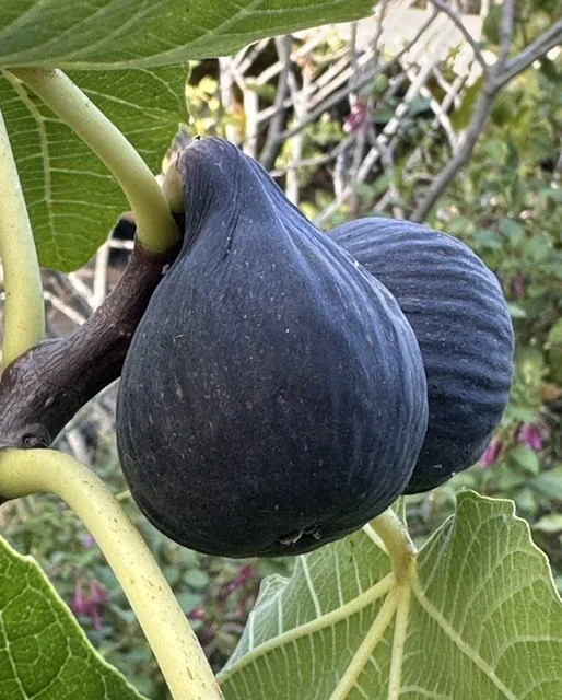 Violette de Bordeaux 10:26.jpg