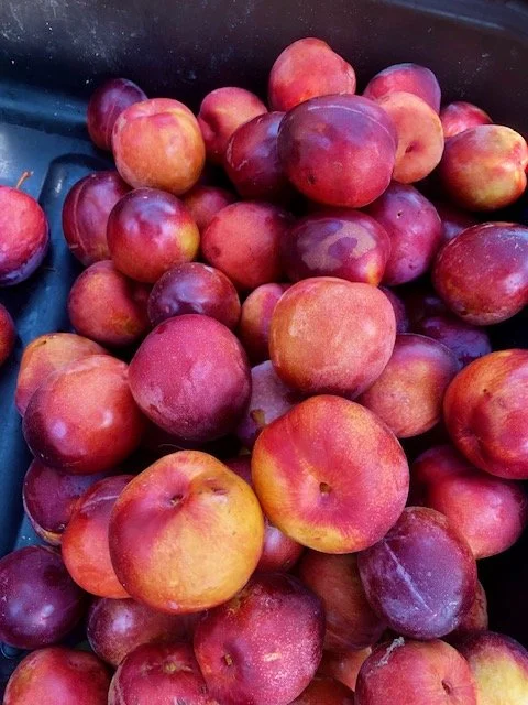 plums22.jpg