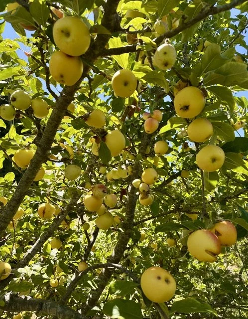 ANNA apple tree.jpeg