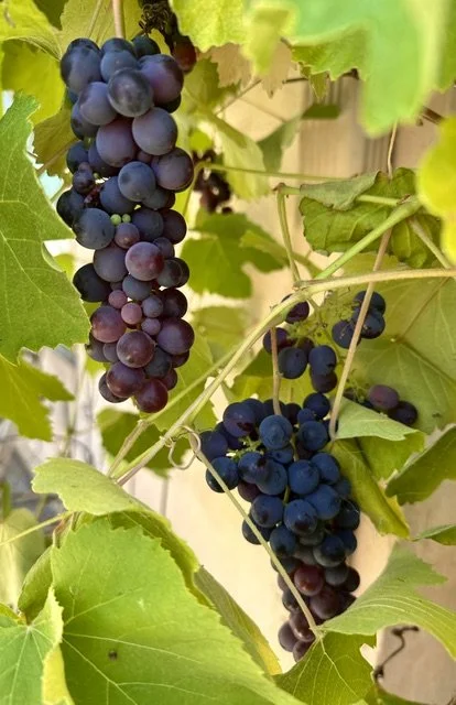 grapes6:26.jpeg