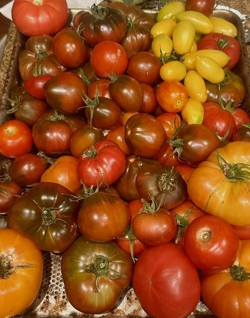 tomatoes8:26.jpg