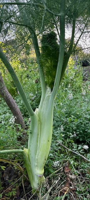 fennel.jpeg