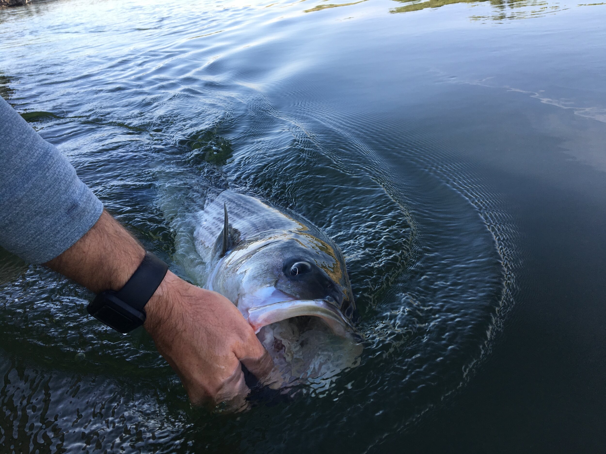 California Delta Striped Bass