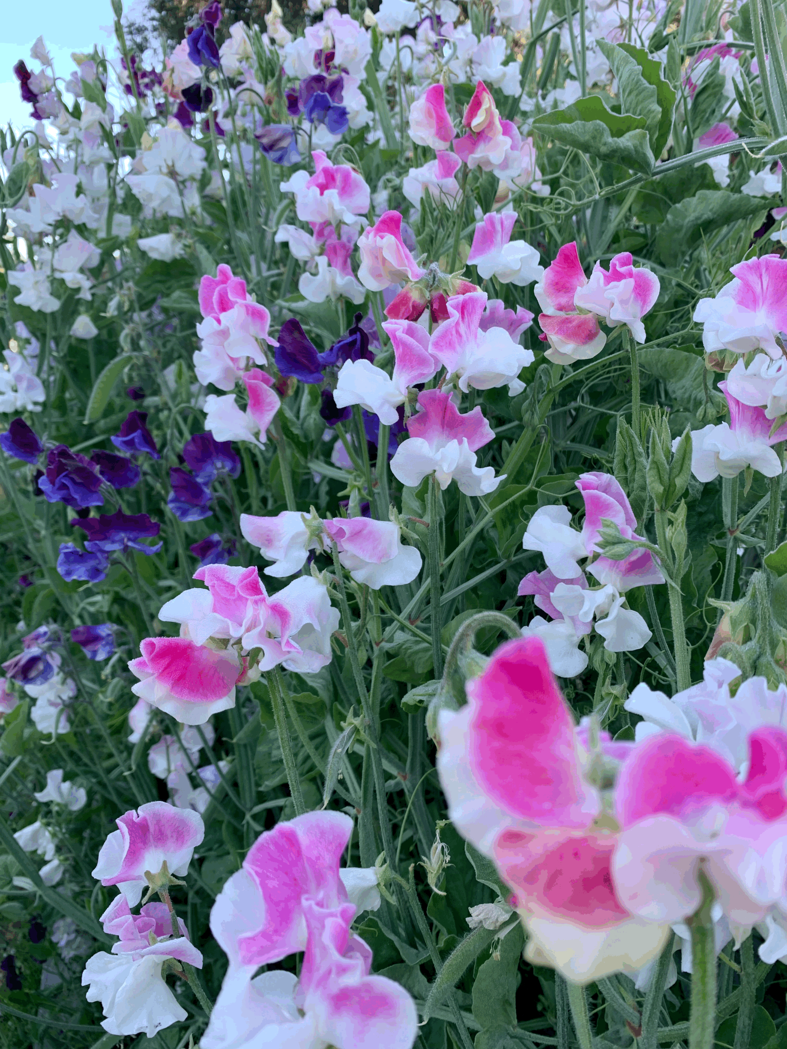 tempImagedlpkHP.jpg sweet pea seeds favorites collection
