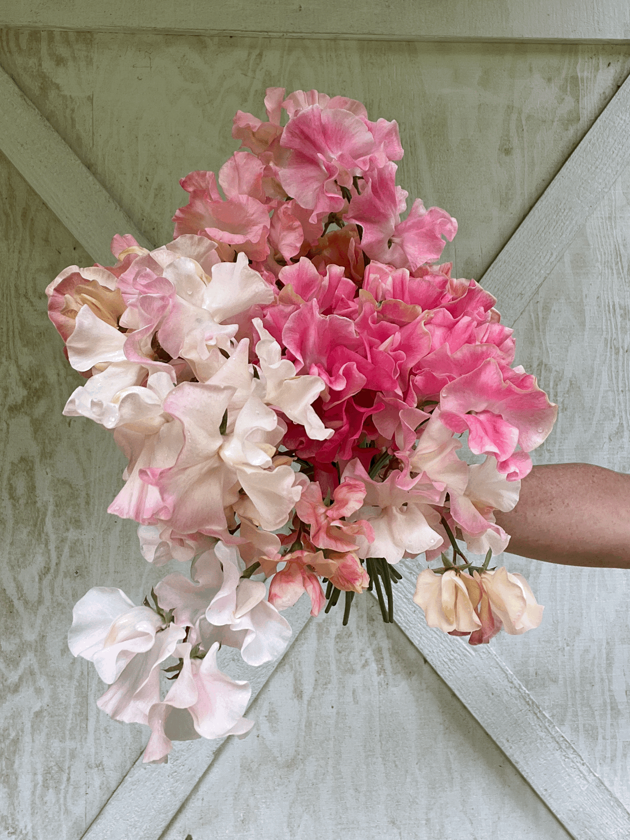 tempImageZbx0ET.jpg apricot and coral shades of sweet peas sweet pea seeds for sale  sweet pea favorites collection