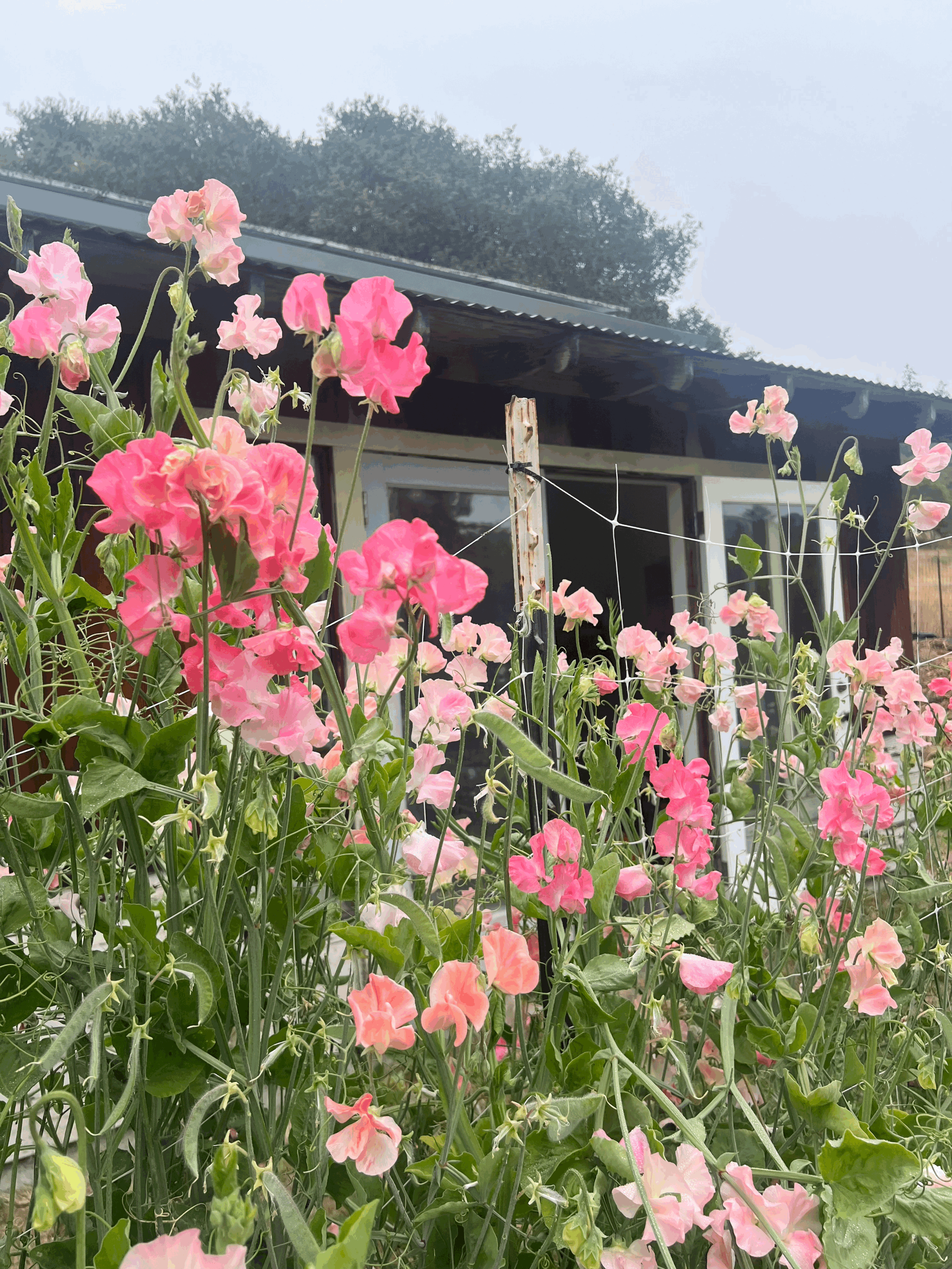 Sweet Pea Seed Collection