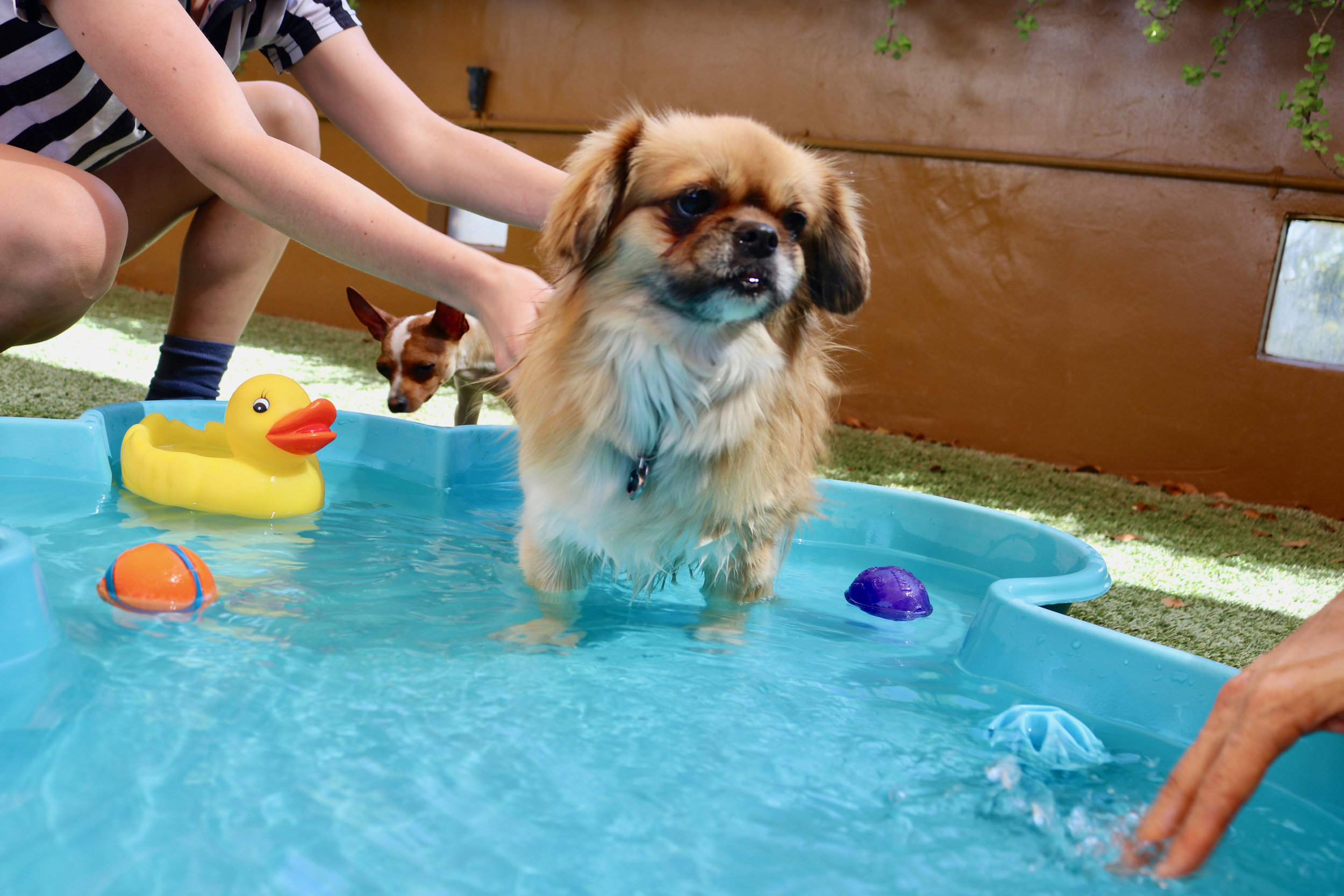 small-dogs-daycare-dog-boarding-pool-cageless3.jpg