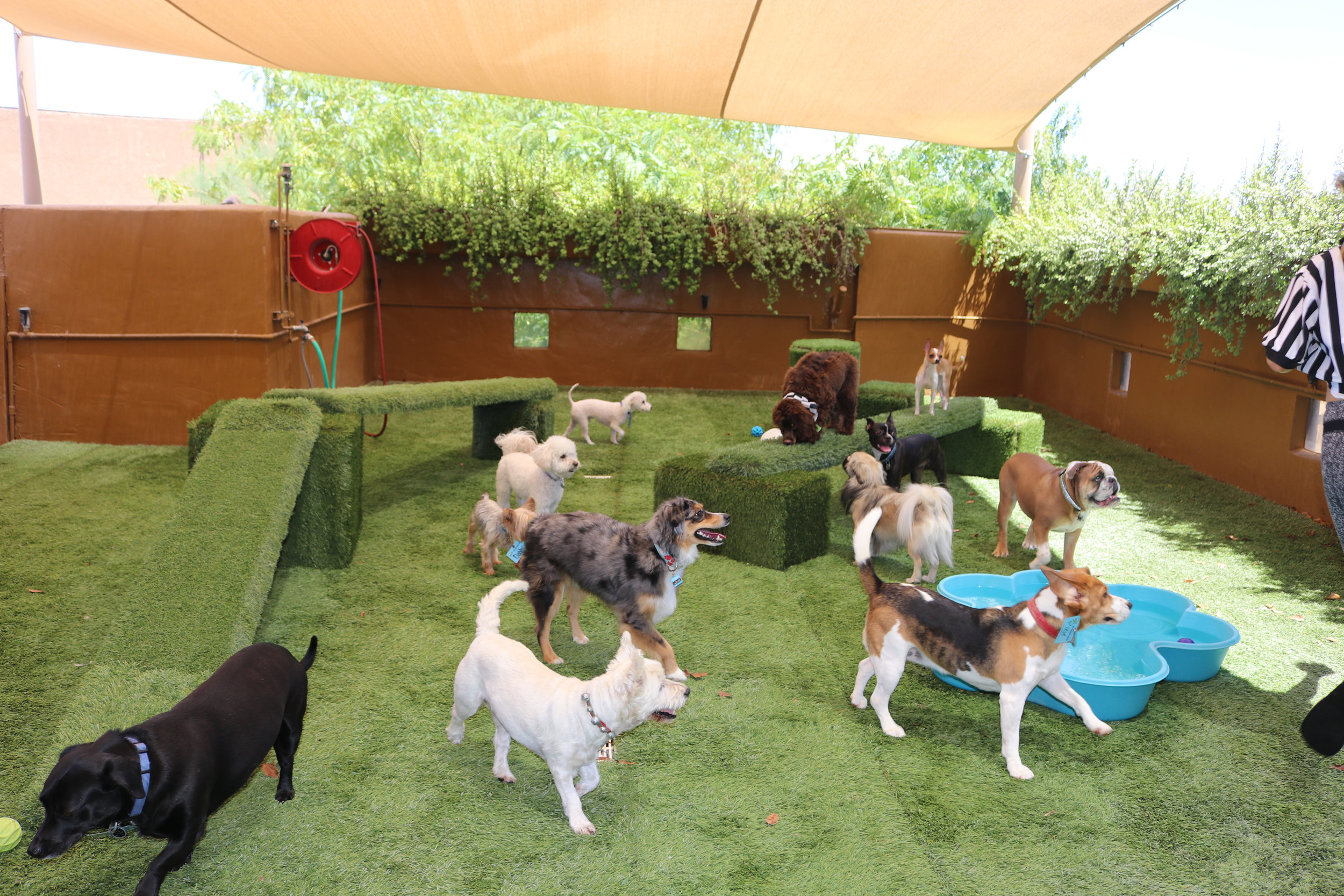 small-dogs-daycare-dog-boarding-pool-cageless7.jpg