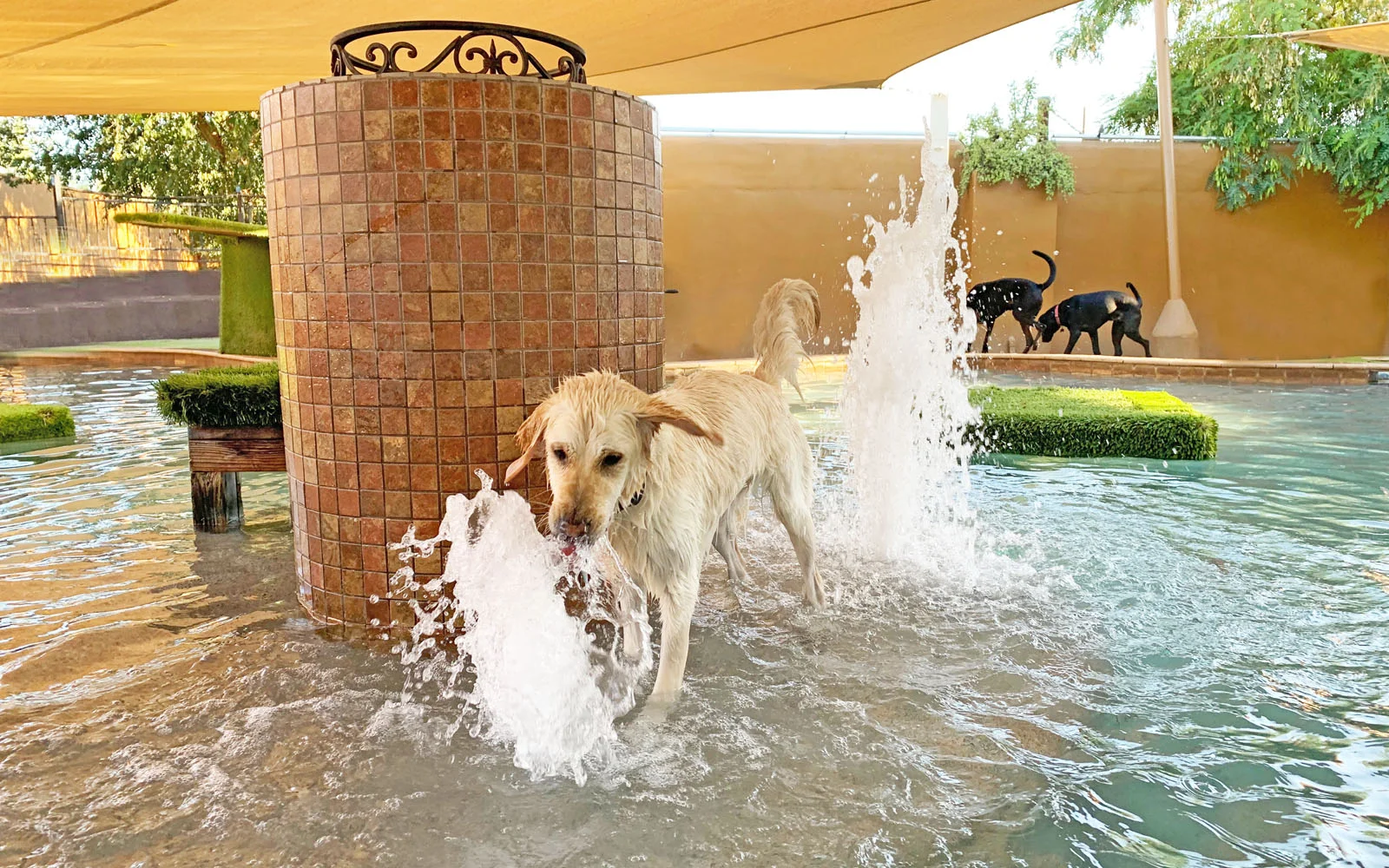 We have more amenities and things for the dogs to do than any other resort in Arizona. — Always