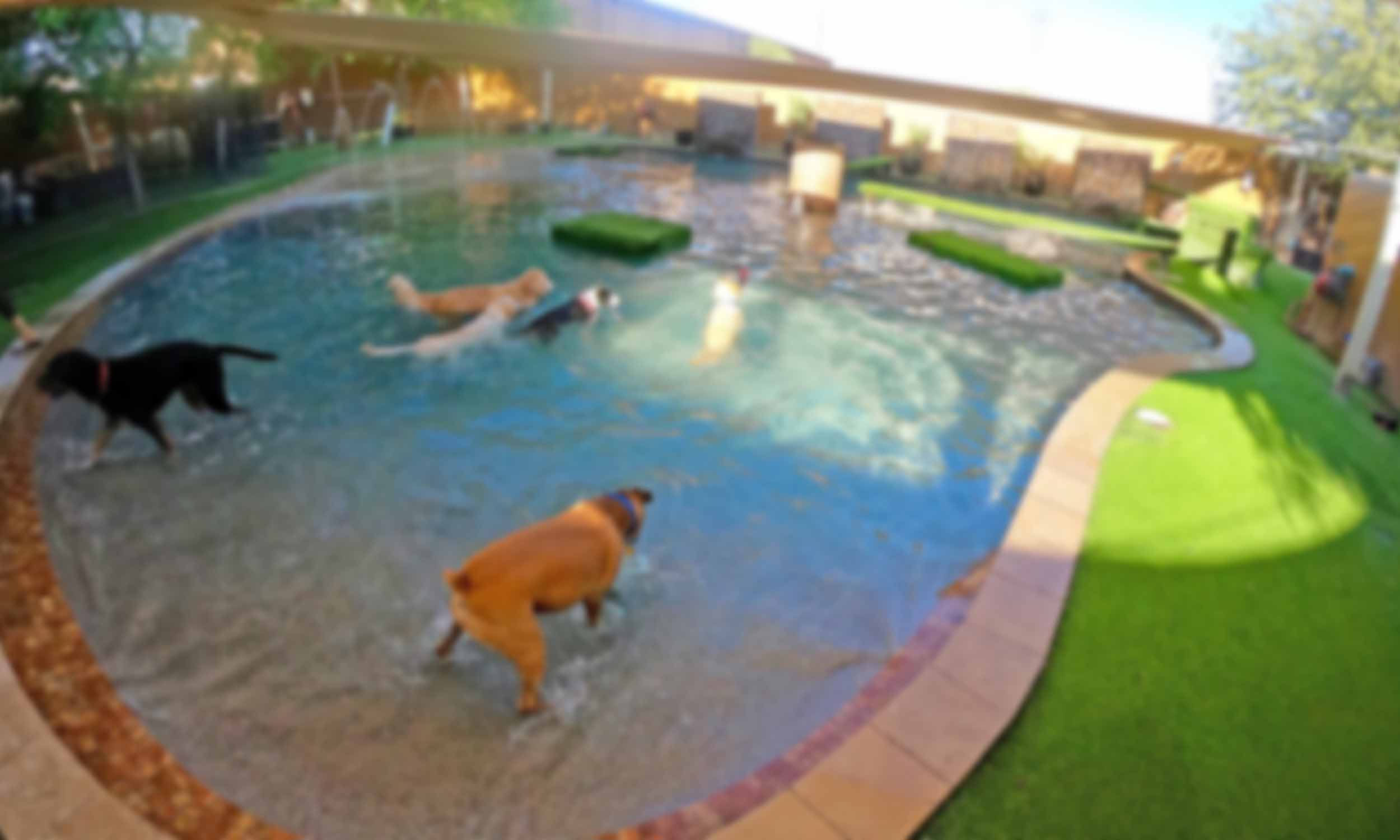 dog-daycare-pool-boarding.jpg