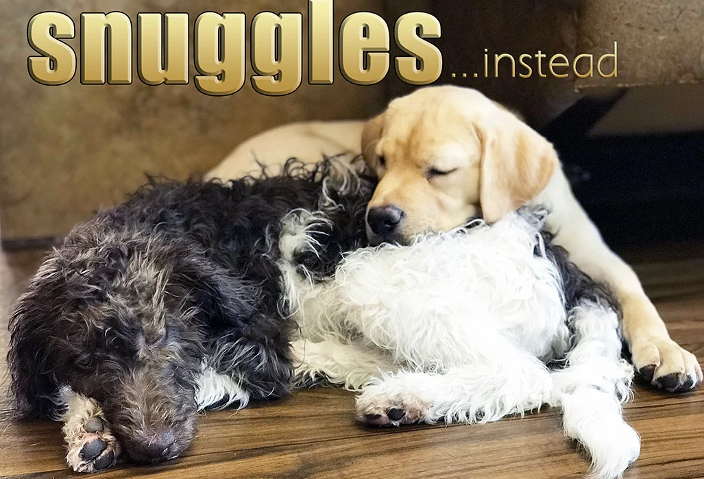 small-size-snuggles-no-cages-daycare-and-boarding.jpg