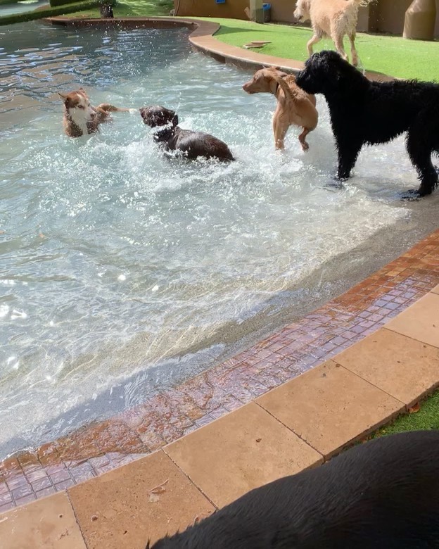 Pool parties all year around only @alwaysunleashedpetresort