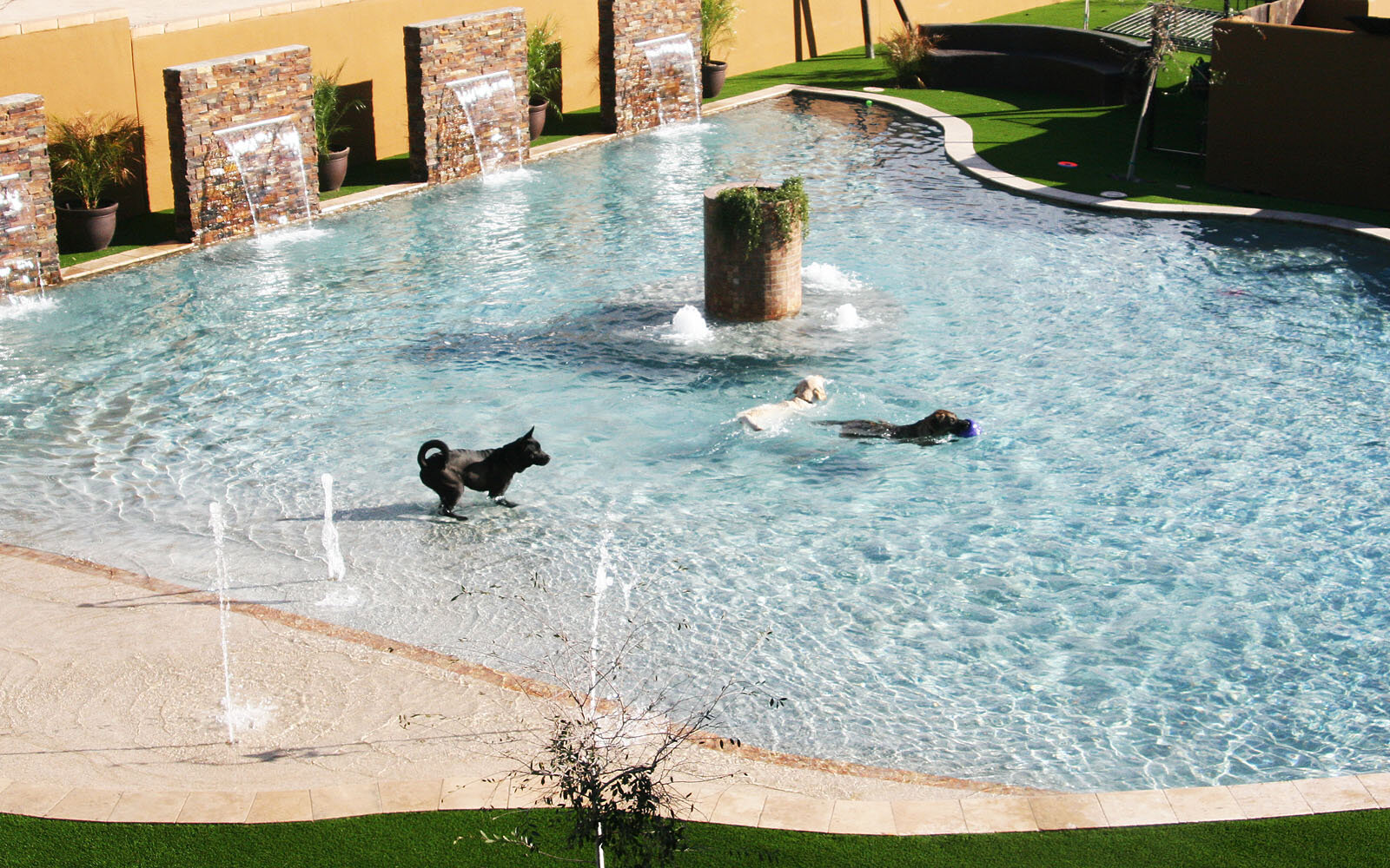 dog-daycare-pool.jpg