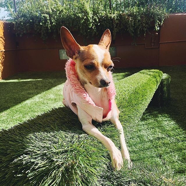 Chloe wanted to sun bathe....during winter! So we compromised and put her pink sweater on to keep her nice in warm! 🤩