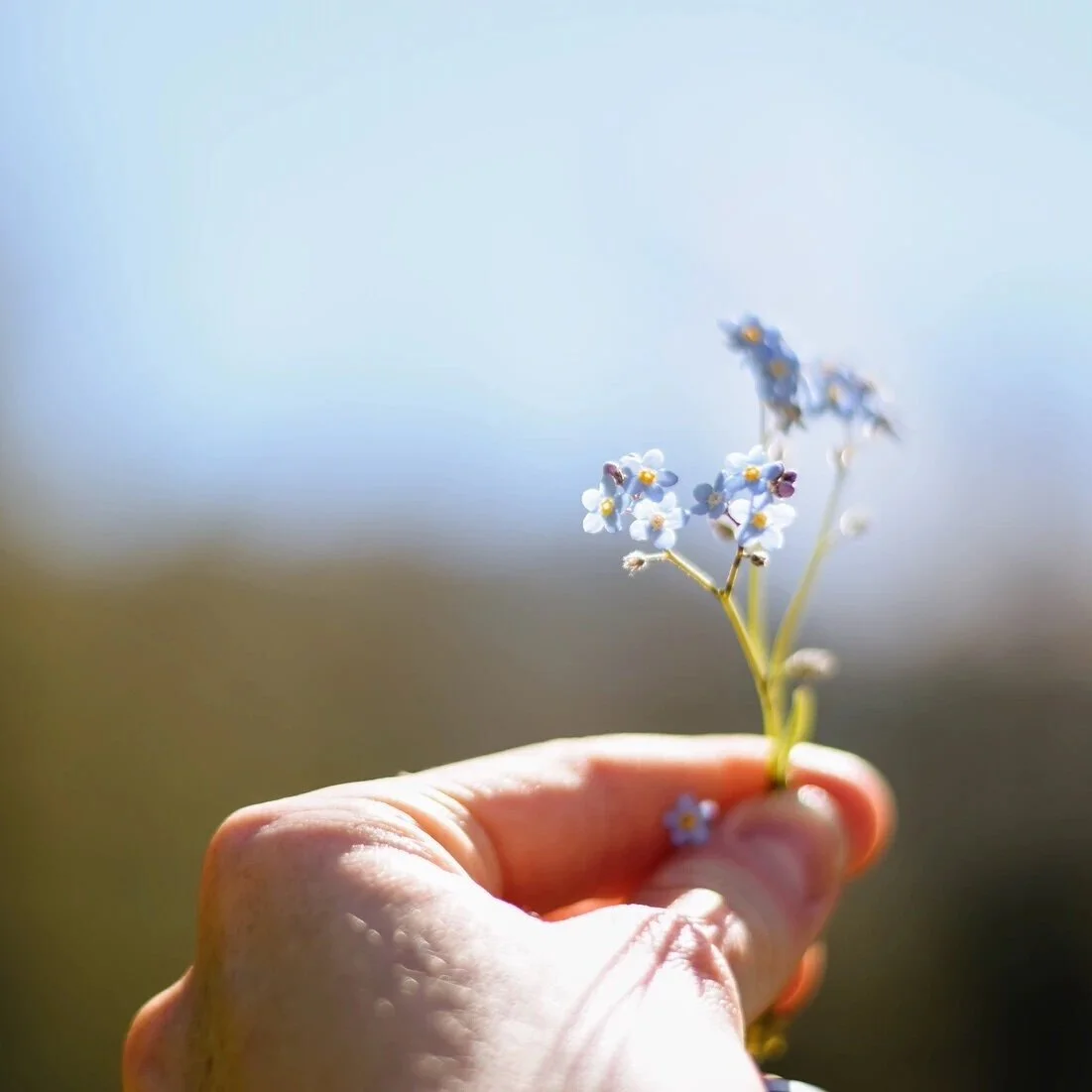 A hand holding a small bouquet of delicate blue and white flowers against a blurred natural outdoor background.
