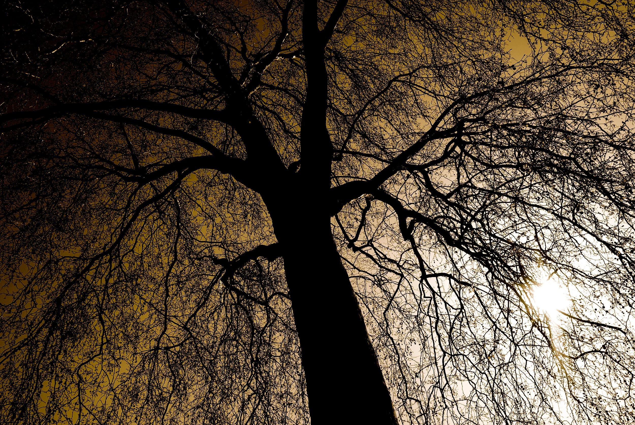 A Shadey Roots-5.jpg