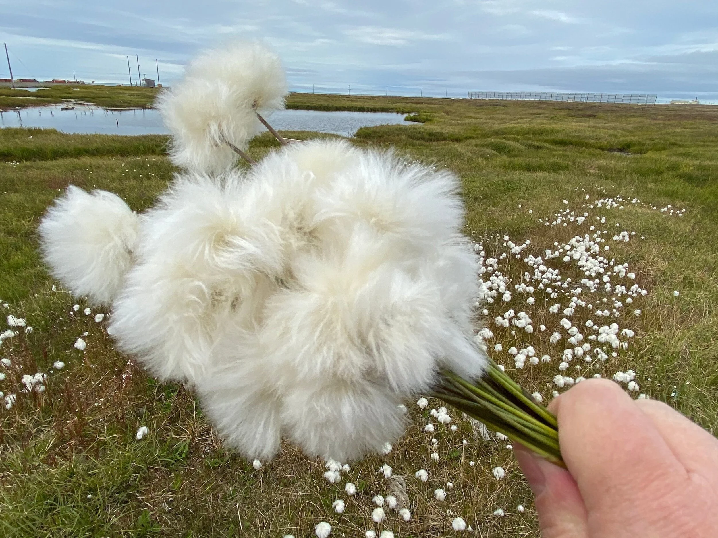 Alaska Cotton (Copy)