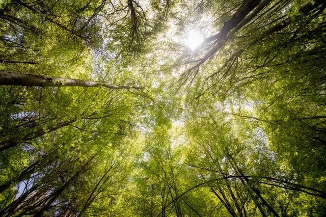 Sheltering Tree Counseling