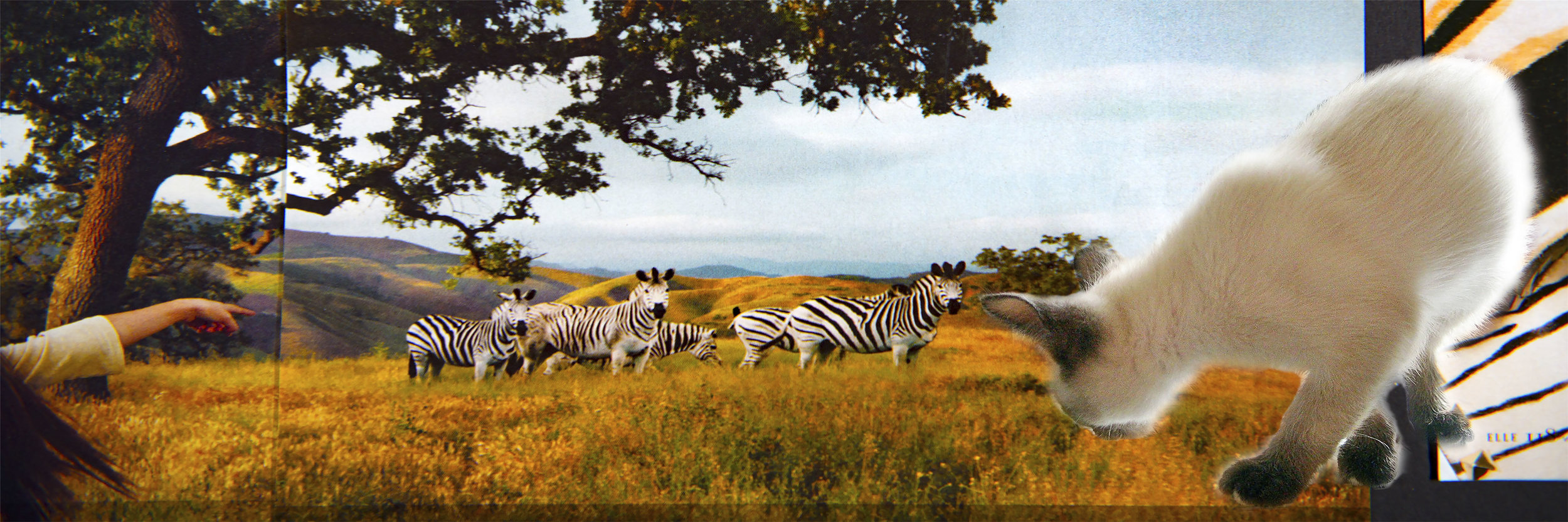 thistle and zebras long.jpg