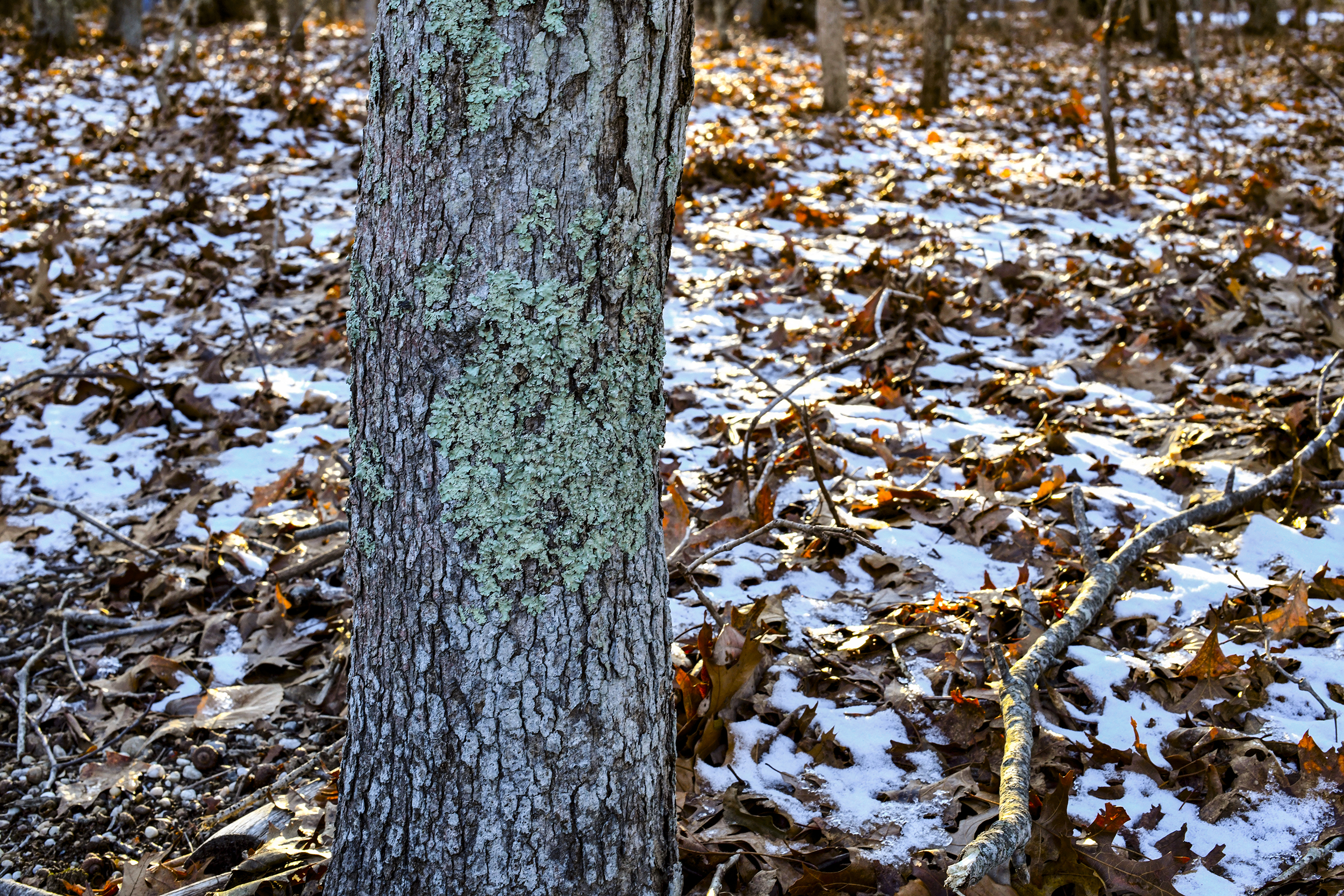 EH tree w branch_DSC0072.jpg