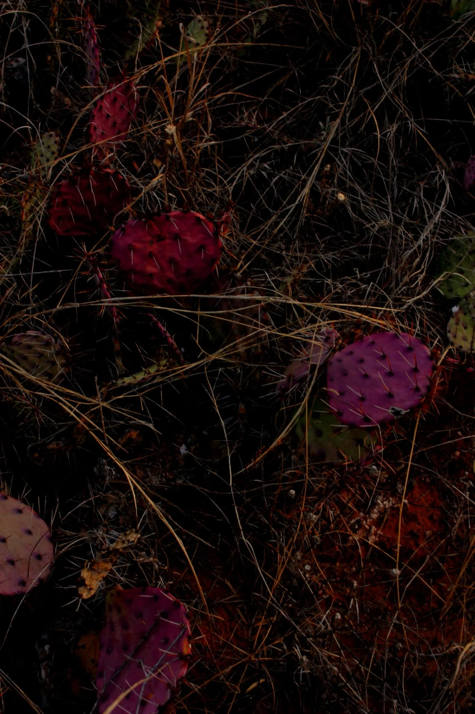 _MG_4832 Copy Copy.jpeg