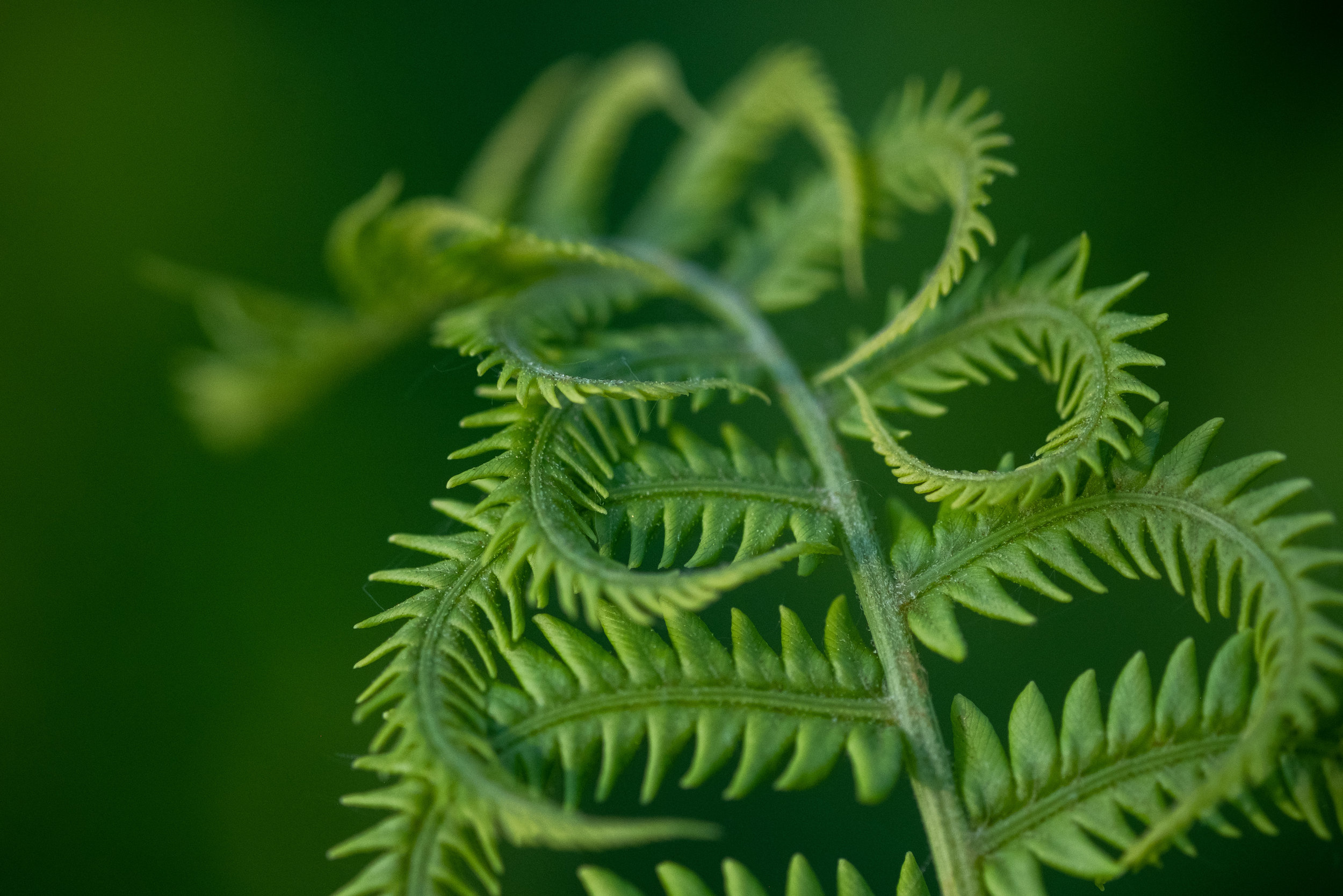 Fern Pattern.jpg